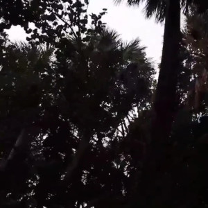 annabellerogersfree #5099393