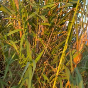 emilybellexx #9094697