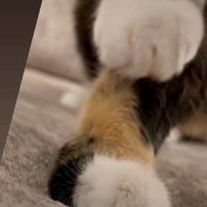 Video by abouttheboobsvip published on August 27,2023 01:21:33 - BestThots