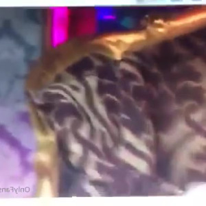 Video by candycharms published on June 6,2023 13:57:00 - BestThots