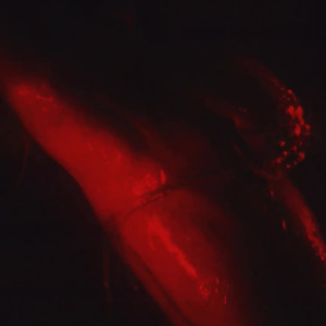 Video by jessejanex published on May 22,2023 02:27:00 - BestThots