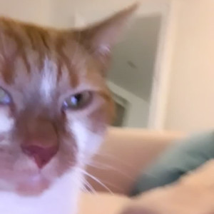 Video by bonniebrownbaby published on June 29,2023 03:47:00 - BestThots