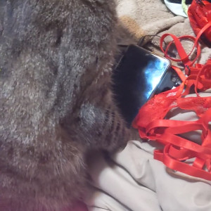 Video by usatame published on April 9,2023 11:09:00 - BestThots