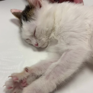 Video by ooksiiii published on March 4,2023 09:51:00 - BestThots