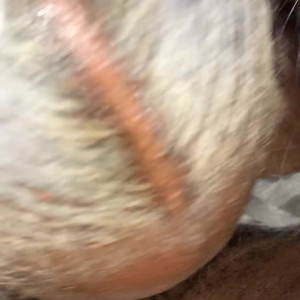 squirrelxrated #4249513