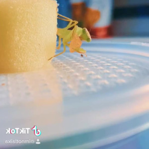 Video by sleepylaika published on April 18,2023 12:22:00 - BestThots