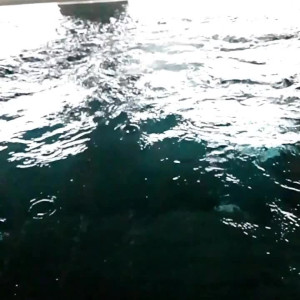 Video by secretsecretsaria published on March 24,2023 21:39:00 - BestThots