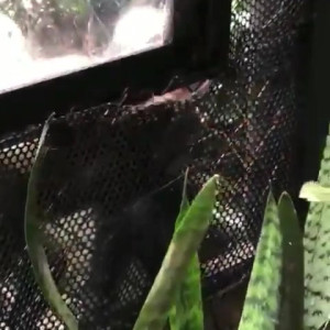 Video by bwc2022 published on April 9,2023 17:47:00 - BestThots
