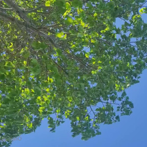 feetofastonervip #5099212