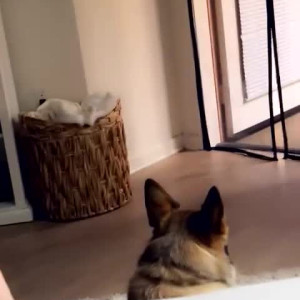Video by elenagenevinne published on June 7,2023 13:27:00 - BestThots