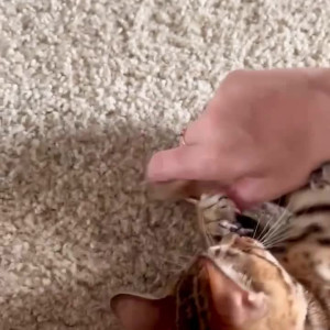 Video by ellerayxo published on May 28,2023 13:02:00 - BestThots