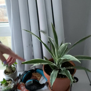 Video by cutegiraffe published on January 10,2024 13:29:05 - BestThots