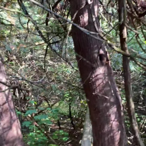 Video by cutegiraffe published on January 10,2024 13:29:50 - BestThots