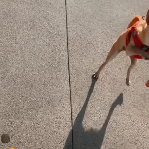 alliseasydney #8424417