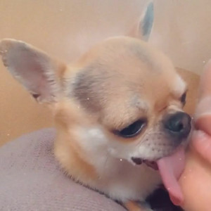 alliseasydney #8424421