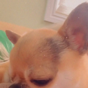 alliseasydney #8424463