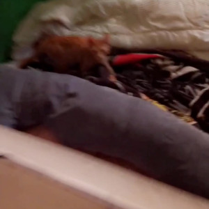 Video by runesy published on March 5,2023 11:16:00 - BestThots
