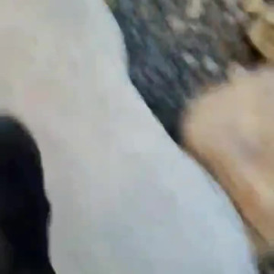 Video by thebeejayshow published on May 10,2023 22:12:00 - BestThots