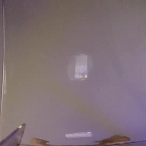 realskybri #3699776
