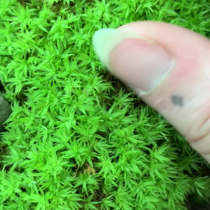 Video by rosamagnoliaxo published on October 16,2023 03:06:06 - BestThots