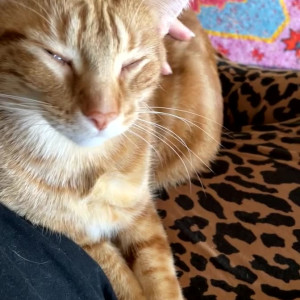 daphnedelrose #4738747