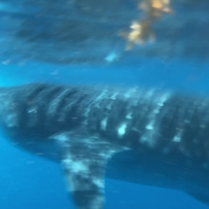 Video by maditown published on March 2,2023 12:23:00 - BestThots