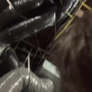 brookezanellxxx #4550527