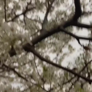 spikezombie #3230842