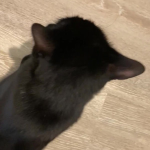 Video by cumkitten99 published on May 26,2023 11:25:00 - BestThots