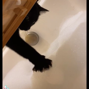 Video by cumkitten99 published on May 31,2023 16:04:00 - BestThots