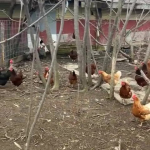 Video by draconblue published on August 4,2023 06:05:00 - BestThots