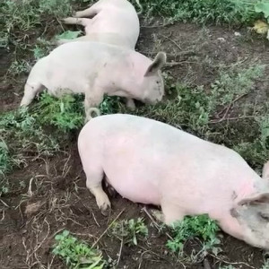 Video by draconblue published on June 24,2023 21:40:00 - BestThots