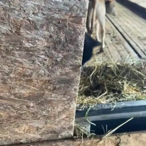 Video by draconblue published on June 17,2023 23:10:00 - BestThots