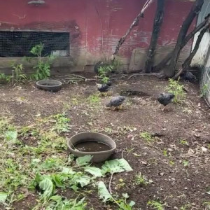 Video by draconblue published on July 28,2023 04:34:00 - BestThots