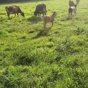 Video by draconblue published on June 25,2023 12:03:00 - BestThots