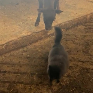 Video by draconblue published on April 15,2023 15:42:00 - BestThots
