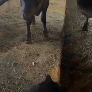Video by draconblue published on May 3,2023 03:48:00 - BestThots