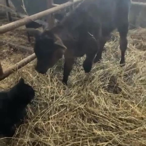 Video by draconblue published on July 17,2023 08:39:00 - BestThots