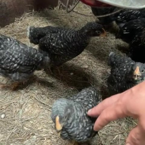 Video by draconblue published on June 24,2023 21:53:00 - BestThots