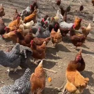 Video by draconblue published on July 9,2023 03:47:00 - BestThots