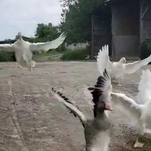 Video by draconblue published on April 18,2023 11:18:00 - BestThots