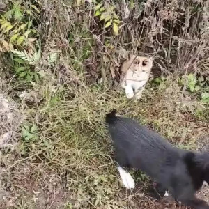 Video by draconblue published on July 11,2023 17:35:00 - BestThots