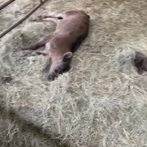 Video by draconblue published on July 9,2023 13:12:00 - BestThots