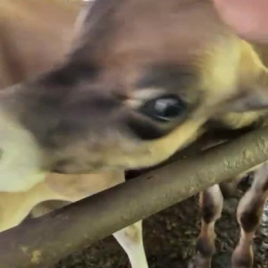 Video by draconblue published on June 12,2023 05:38:00 - BestThots