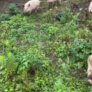 Video by draconblue published on July 10,2023 23:44:00 - BestThots