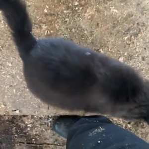 Video by draconblue published on April 25,2023 17:11:00 - BestThots