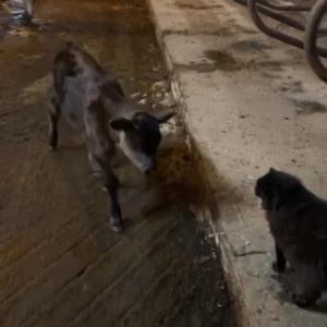 Video by draconblue published on August 15,2023 21:00:00 - BestThots