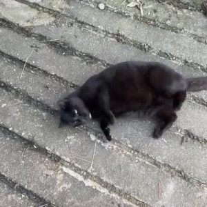 Video by draconblue published on June 12,2023 22:29:00 - BestThots