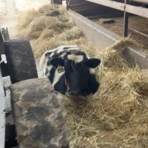 Video by draconblue published on August 15,2023 11:29:00 - BestThots