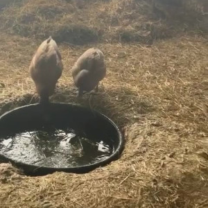 Video by draconblue published on April 11,2023 15:44:00 - BestThots